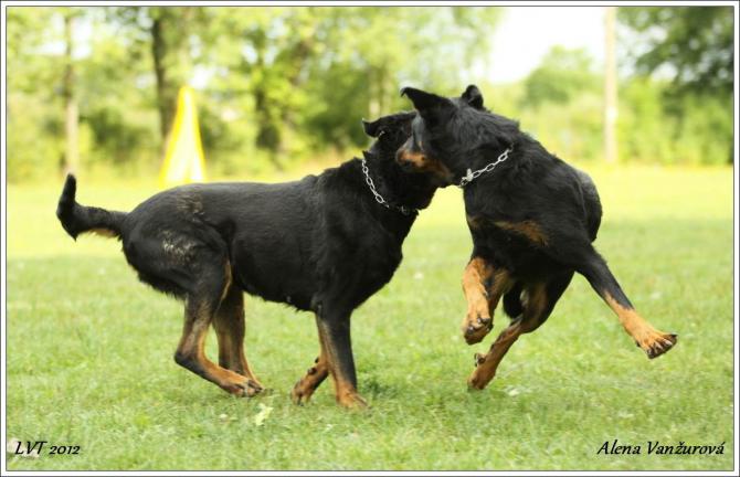 https://vanza.rajce.idnes.cz/fotoodpoledne-beaucerons-31-7-2012/