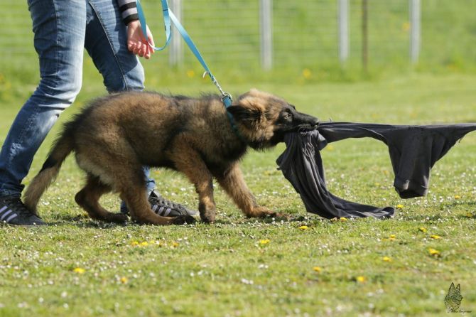 http://vanza.rajce.idnes.cz/25-4-2015-obrana-dobby/