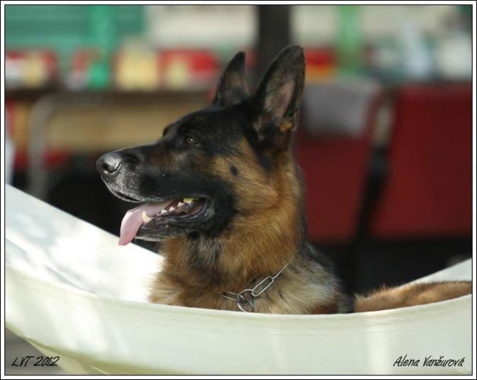 https://vanza.rajce.idnes.cz/fotoodpoledne-31-7-2012-icco/