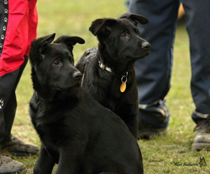 3.&nbsp;ČÁST FOTEK štěňata 11.1.2015