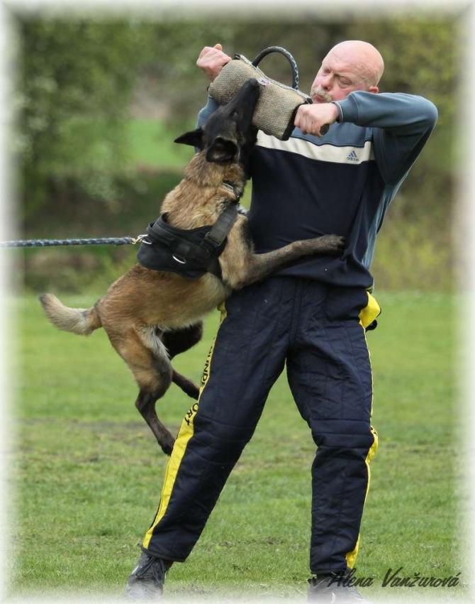 https://vanza.rajce.idnes.cz/obrany-21-4-2012-malinois/